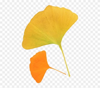 Leaf Ginkgo Biloba Autumn Deciduous - Leaf Ginkgo Biloba Autumn Deciduous
