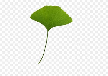 Leaf Ginkgo Biloba Download Clip Art - Leaf Ginkgo Biloba Download Clip Art