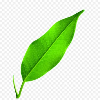 Leaf Google Images Wallpaper - leaf 