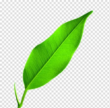 Leaf Google , leaf transparent background PNG clipart