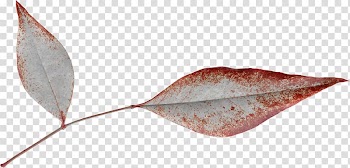 Leaf Google Red edge Computer file, Elongated leaves red edge transparent background PNG clipart