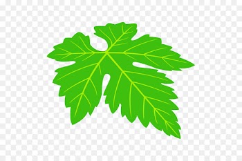 Leaf Grape leaves Plants Plant stem -  