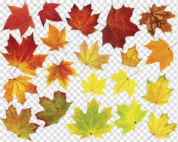 Leaf graphics, waikiki aquarium family transparent background PNG clipart