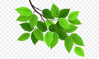 Leaf Green - Branch with Green Leaves PNG Clip Art Image 