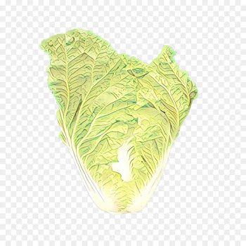 leaf green cabbage plant vegetable