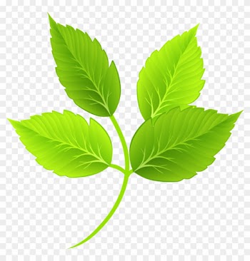 Leaf Green Cartoon - Hojas Verdes Dibujo Jpg