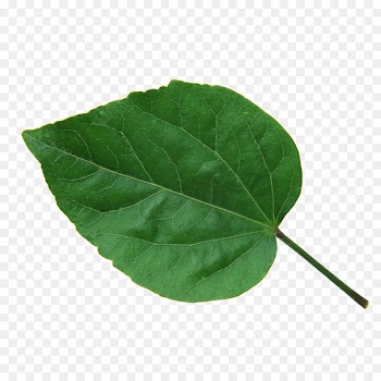 Leaf Green Chlorophyll CMYK color model The Interpretation of Dreams by the Duke of Zhou - leaf 