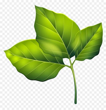 Leaf Green Clip art - Three Green Leaves PNG Clipart Image 