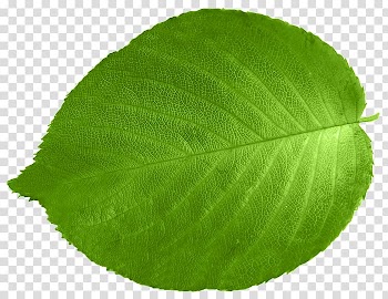 Leaf Green Color Red Orange, Leaf transparent background PNG clipart