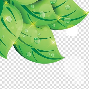 Leaf Green Drop, leaf transparent background PNG clipart