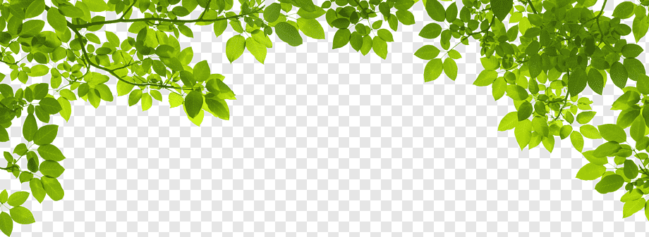 Leaf Green graphy, Green Leafs, border, branch, computer Wallpaper png