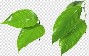 Leaf Green , Green leaf transparent background PNG clipart