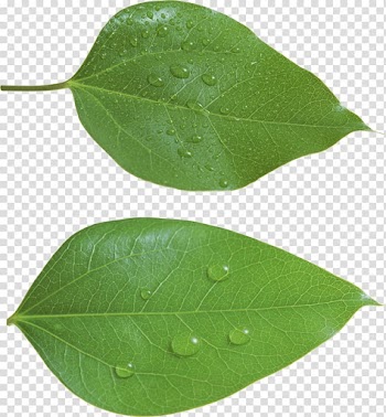 Leaf Green, Green Leaf transparent background PNG clipart
