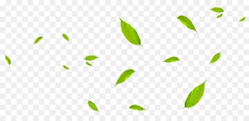 Leaf Green - Green leaves fly with the wind 
