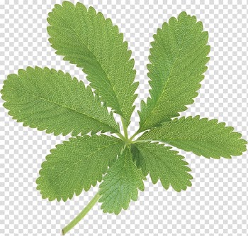 Leaf Green , green leaves transparent background PNG clipart