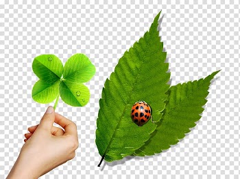 Leaf Green Ladybird Mint, Mint leaves and ladybug creative transparent background PNG clipart
