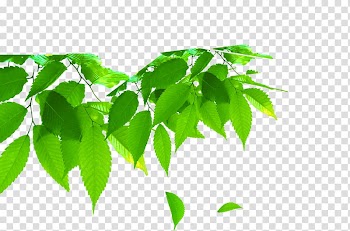 Leaf Green, leaf transparent background PNG clipart