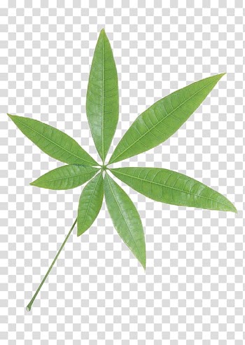 Leaf Green , leaf transparent background PNG clipart