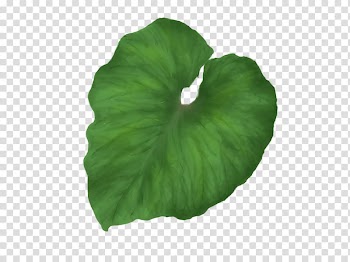 Leaf , Green leaf transparent background PNG clipart