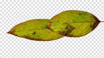 Leaf Green, leaf transparent background PNG clipart