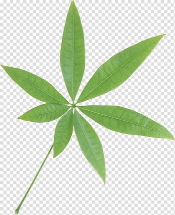 Leaf , Green leaf transparent background PNG clipart