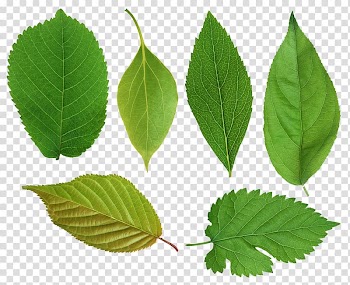 Leaf , Green leaf transparent background PNG clipart