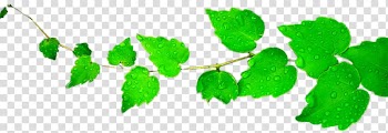 Leaf Green , Of Leaves transparent background PNG clipart