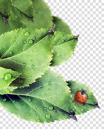 Leaf Green Petal, Leaves transparent background PNG clipart