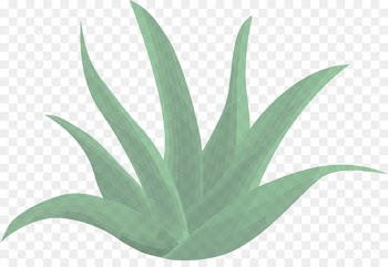 leaf green plant agave flower