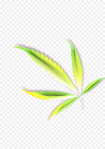 leaf green plant flower terrestrial plant