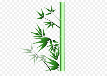 leaf green plant grass bamboo