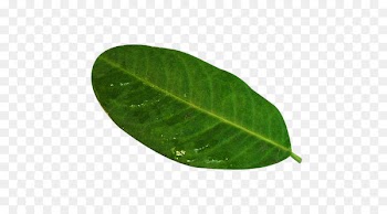 Leaf Green Plant pathology - A piece of lemon leaf picture material 