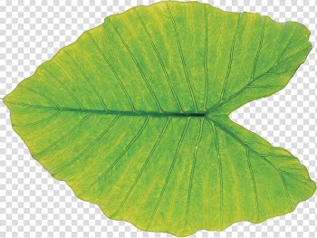 Leaf Green Plant pathology, leaf transparent background PNG clipart