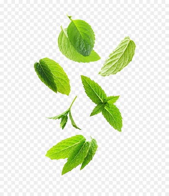 Leaf Green Plant stem Herb - Swirling leafy herbs 