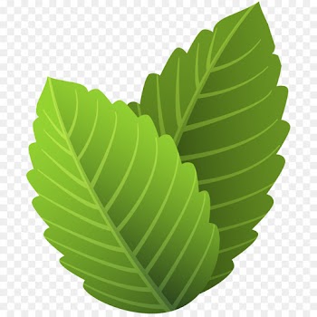 Leaf, Green PNG