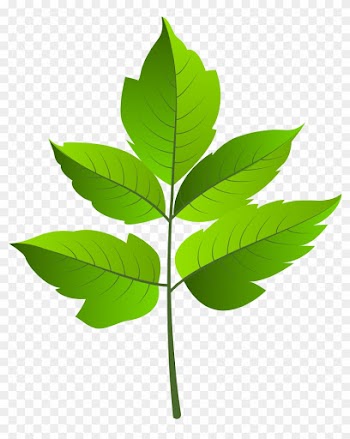 Leaf Green Png Clip Ar - Leaf Green Png Clip Ar