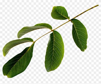 Leaf Green Slots Guide - Leaf