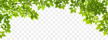 Leaf Green Stock photography Shutterstock - Green Leafs Png 