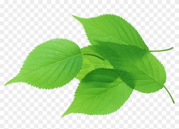 Leaf Green Transpiration Stock Photography - Leaf