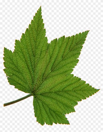 Leaf Green Tree Red - Leaf Green Tree Red