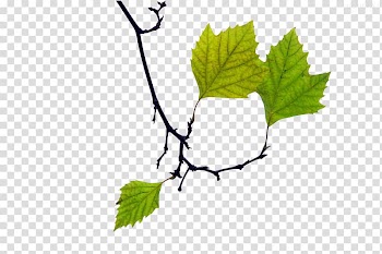 Leaf Green Twig Plant, leaf transparent background PNG clipart