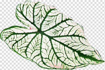 Leaf Green Yellow Plant Vascular bundle, green leaves transparent background PNG clipart
