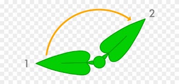 Leaf Growth - Leaf Growth