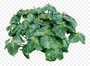 Leaf Herb Groundcover -  