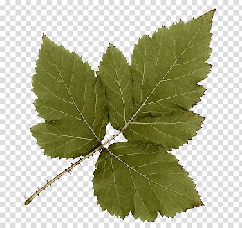Leaf Icon, Fairy tale leaves transparent background PNG clipart