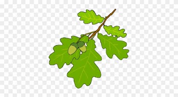 Leaf Identification - Oak Tree Leaf Cartoon