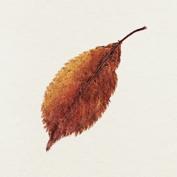 Leaf illustration | Free Photo - rawpixel