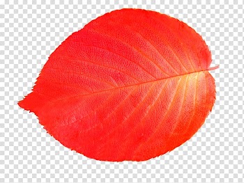 Leaf Illustration, leaf transparent background PNG clipart