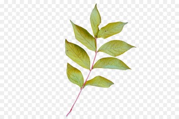 Leaf Image Portable Network Graphics Plant stem Clip art - bukhara fleeceflower 