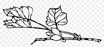 Leaf Images Black And White 10, - Plant Black And White Transparent